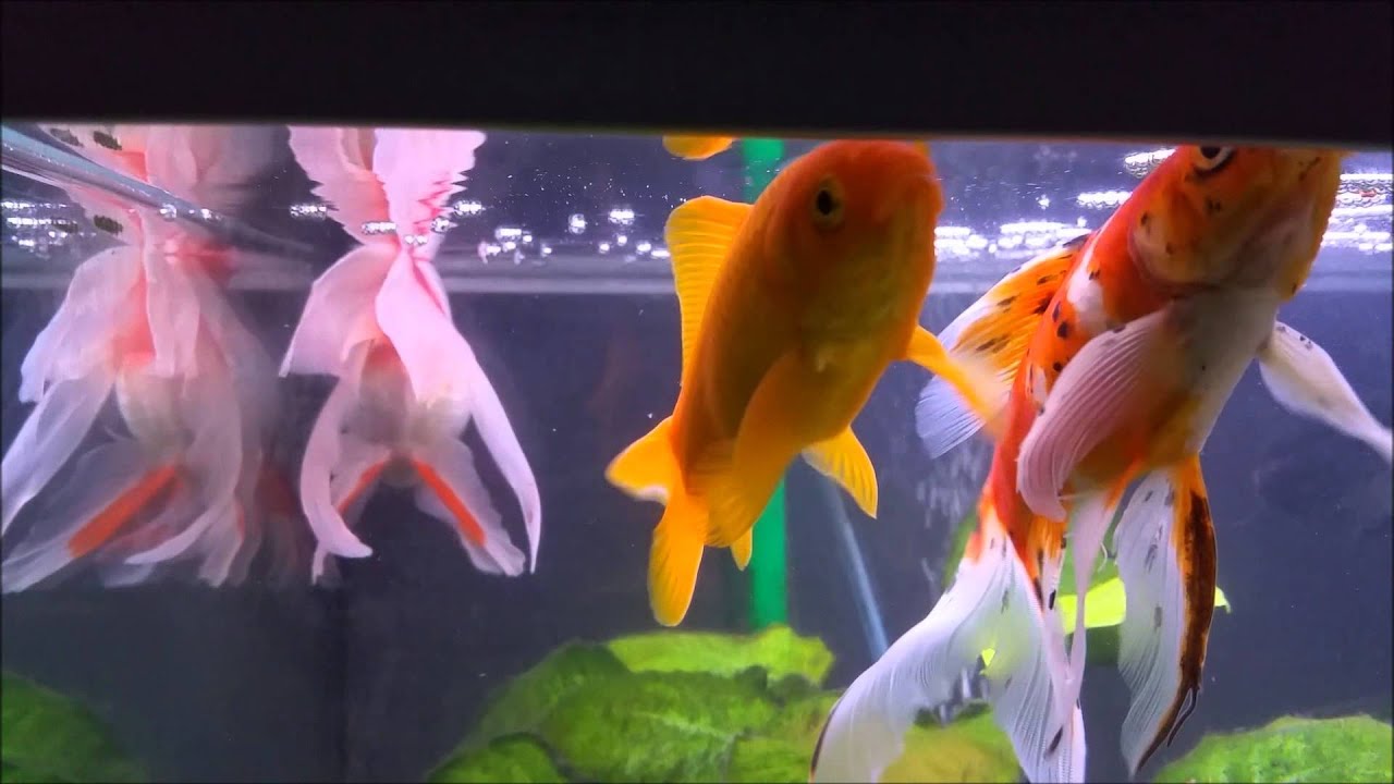Poissons Rouges Goldfish - Présentation Comet