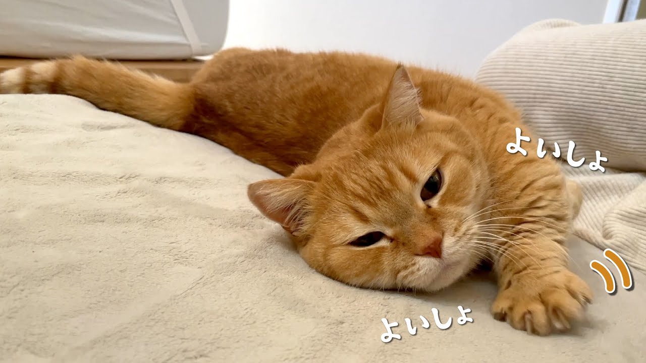 エンジンをかけないと起き上がれない寝坊助な猫が可愛すぎる！