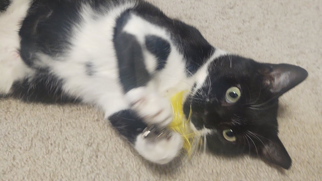 Roo Would Like to Play