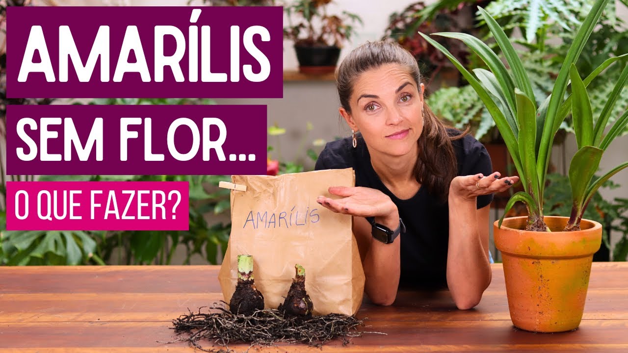 Seu AMARÍLIS NÃO DÁ FLOR? SAIBA o que FAZER