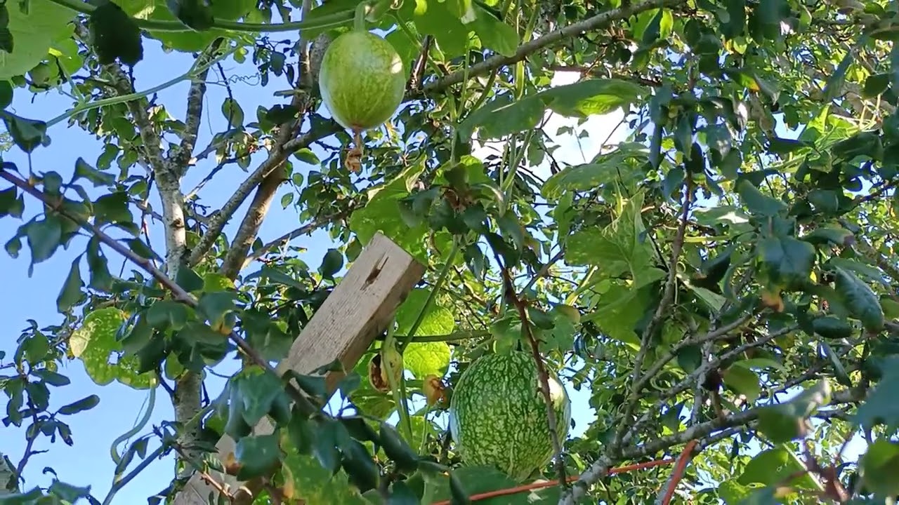 今天看看我種的鱼翅瓜🍈是长在树上的。