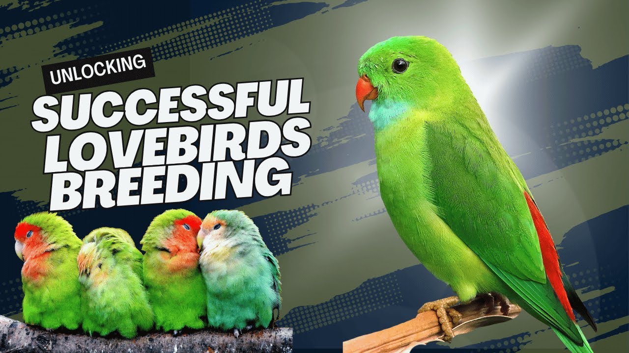 Unlocking the Secrets of Successful Lovebirds Breeding