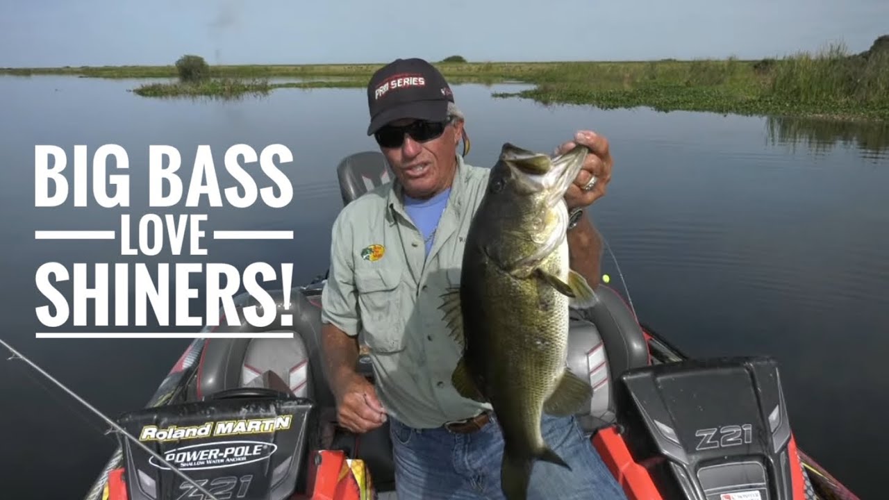Big Bass love Shiners