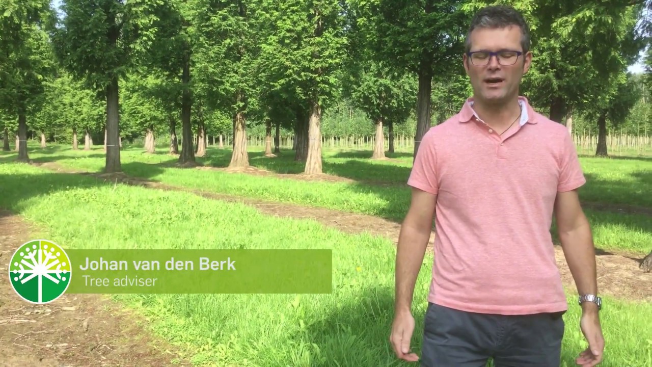 Mighty Metasequoia  | Tree vlog #8