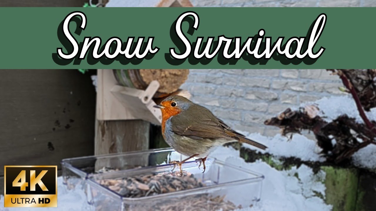 Robin & Blue Tits on Snowy Bird Feeder | 4K Winter Cam