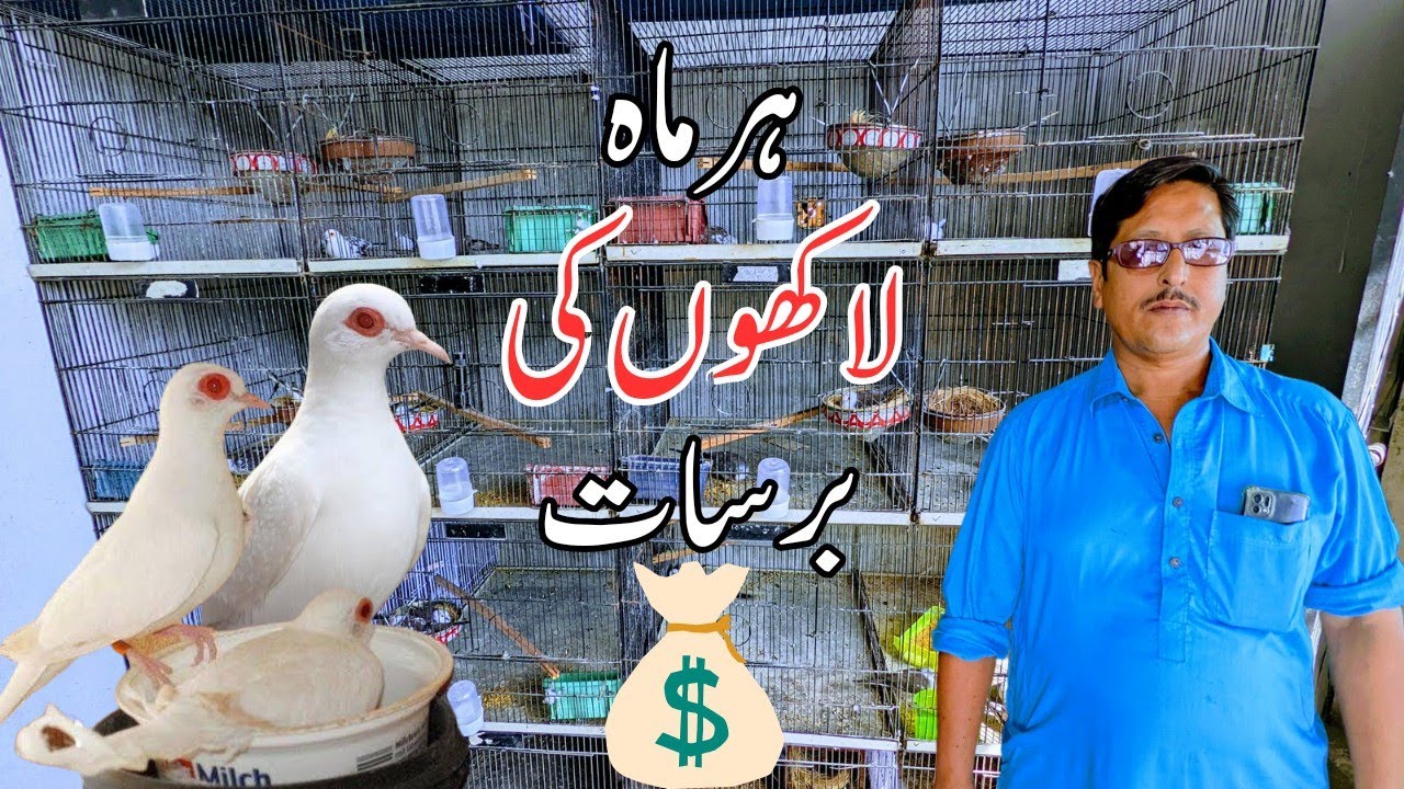 Pied Dove all mutation breeding setup | Pied Dove Business plan | Pied Dove Farming in Gujranwala |