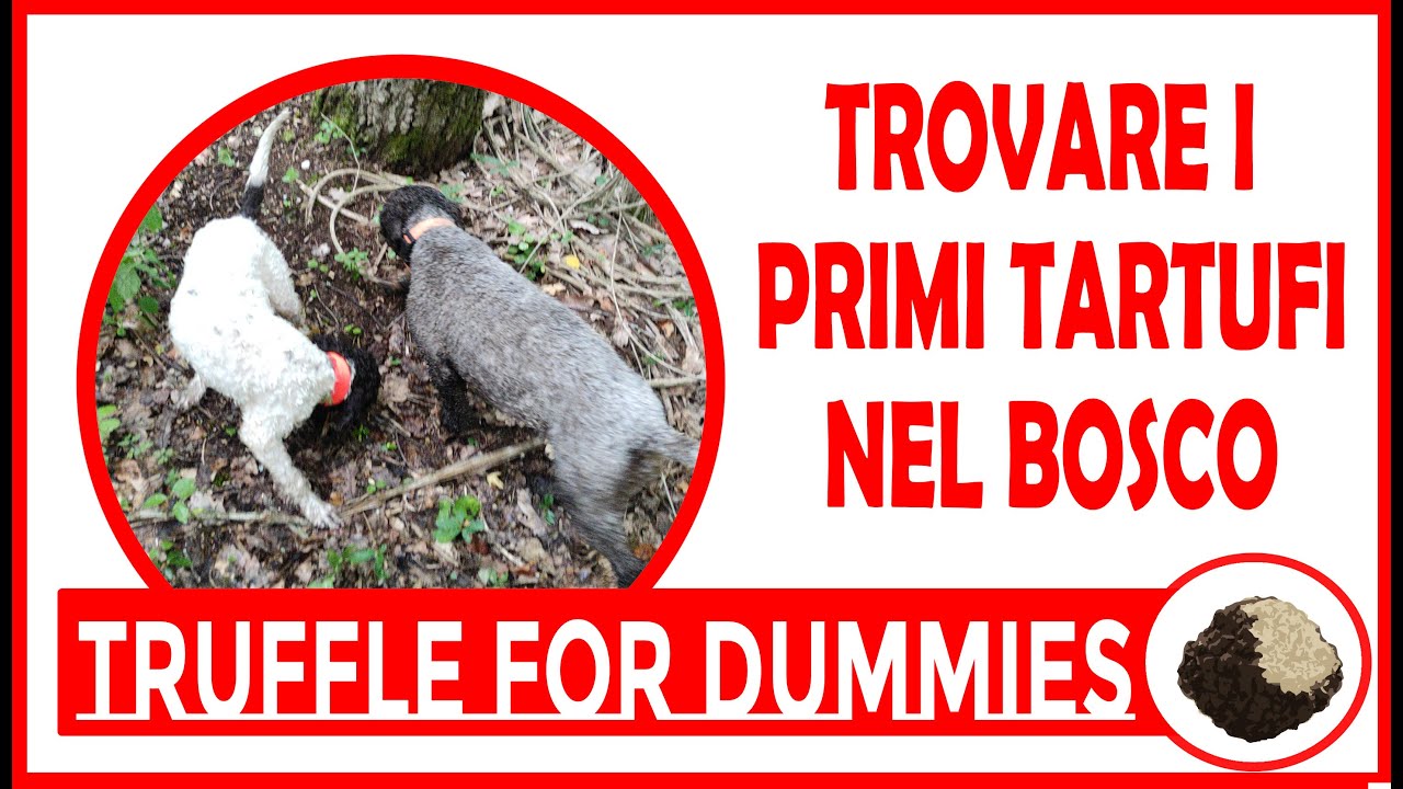 Lagotto 4 MESI sul TARTUFO NATURALE