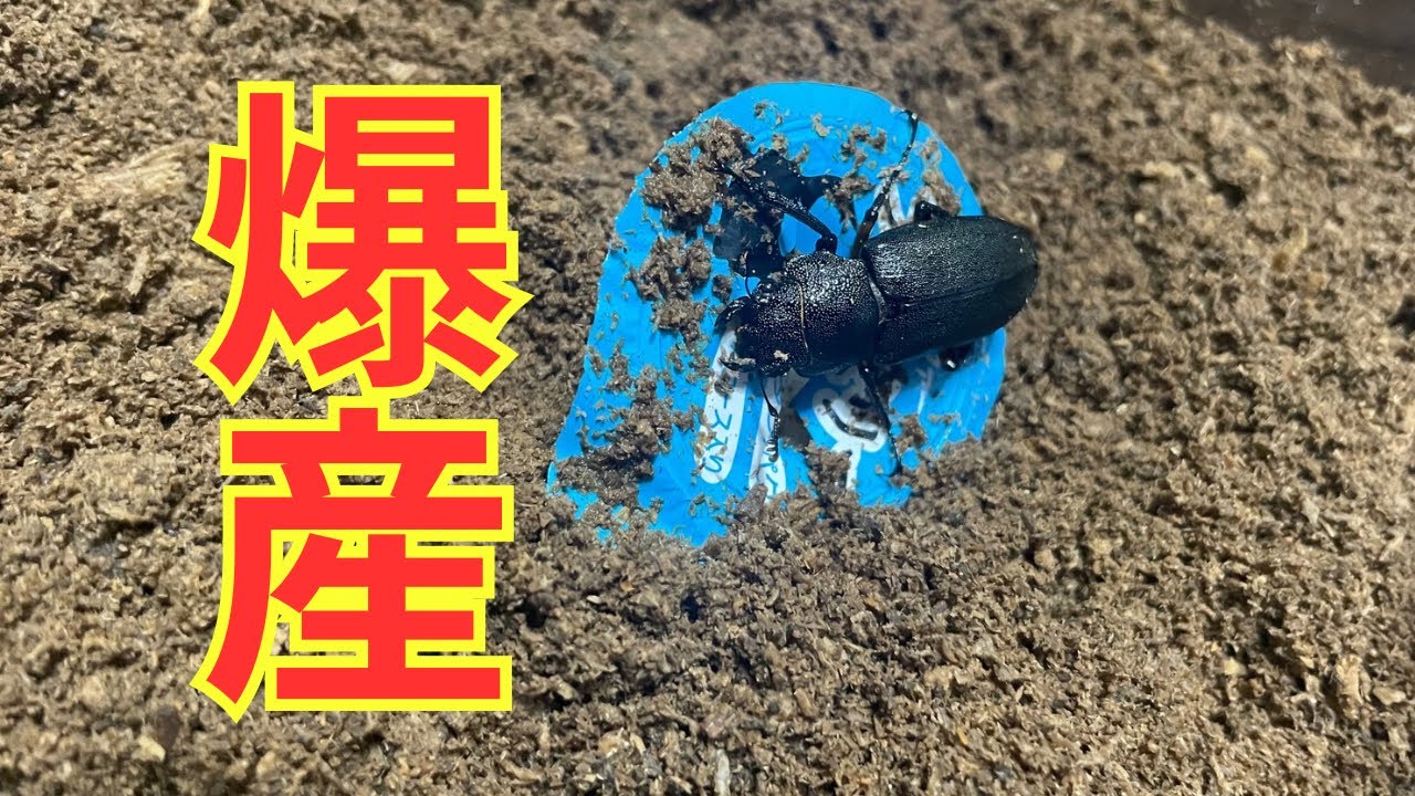 エラフスホソアカクワガタ　産卵セット割出し
