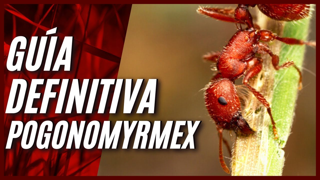 COMO CUIDAR HORMIGAS POGONOMYRMEX / LA GUÍA DEFINITIVA.