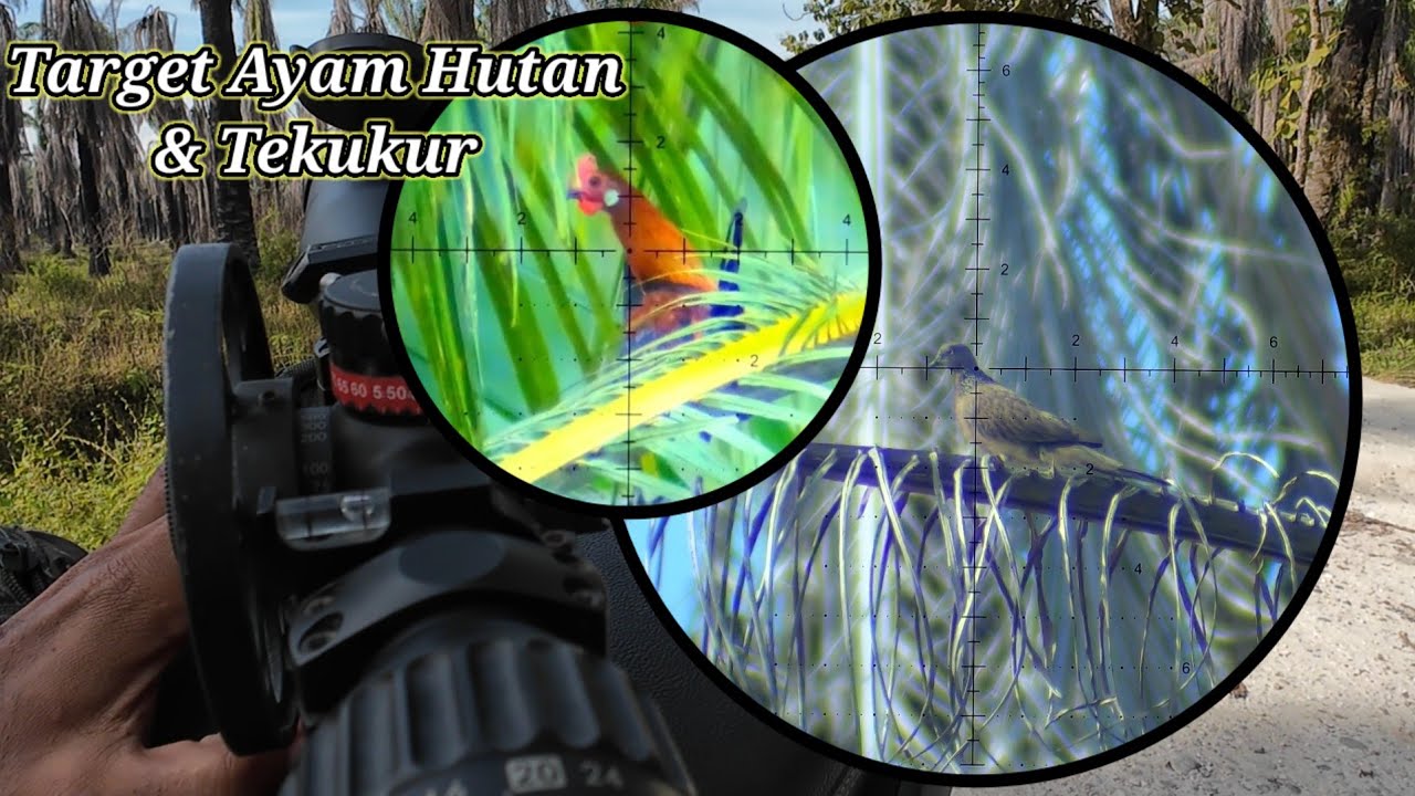 BERBURU AYAM HUTAN SAWIT 260131 || Pagi Ayam Hutan, Siang Tekukur