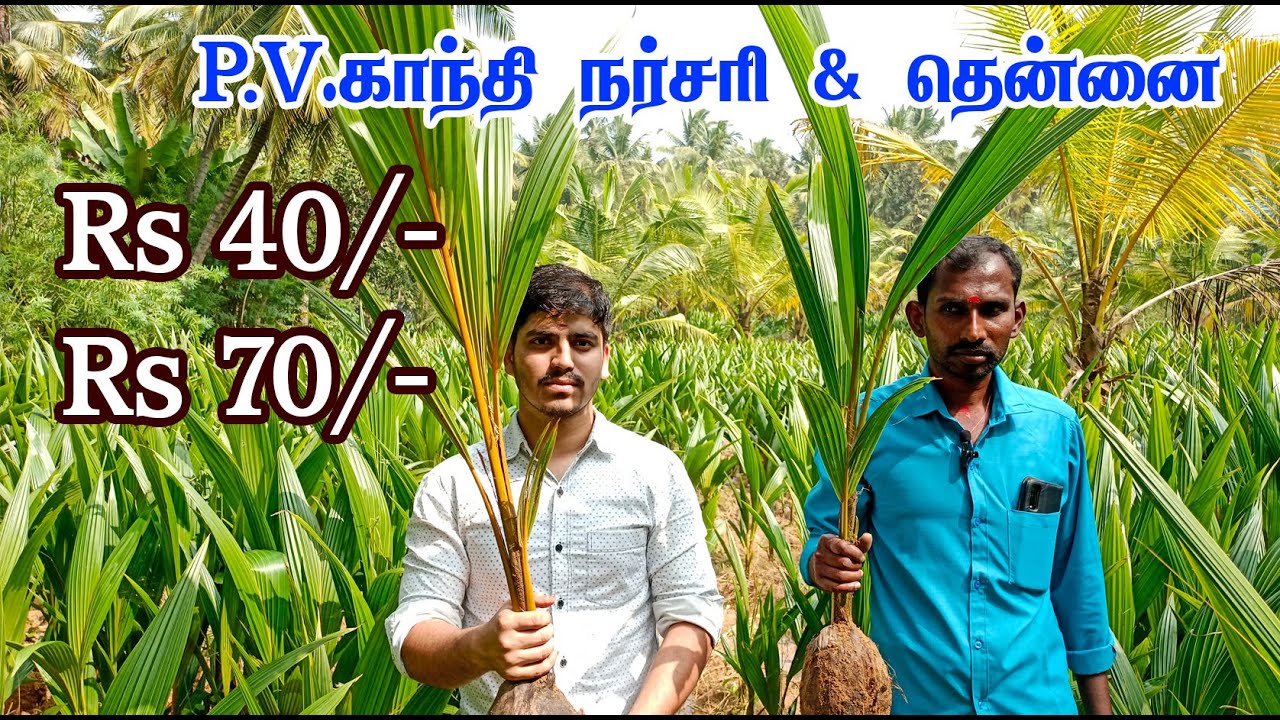 நெட்டை குட்டை ரக தென்னங்கன்று விற்பனை | coconut sales |  Navalakh | Tiptur tall | Cod tender coconut