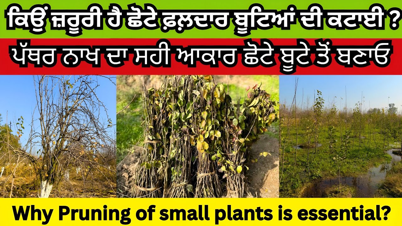 Small plants pruning ਕਿਉਂ ਜ਼ਰੂਰੀ ਹੈ ਛੋਟੇ ਫ਼ਲ਼ਦਾਰ ਬੂਟਿਆਂ ਦੀ ਕਟਾਈ?