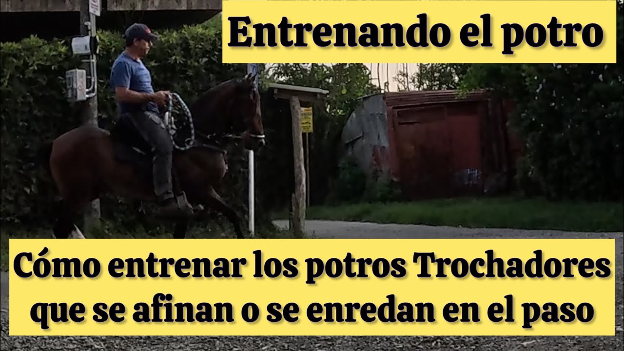 C&oacute;mo entrenar los potros Trochadores que se afinan o se enredan en el paso