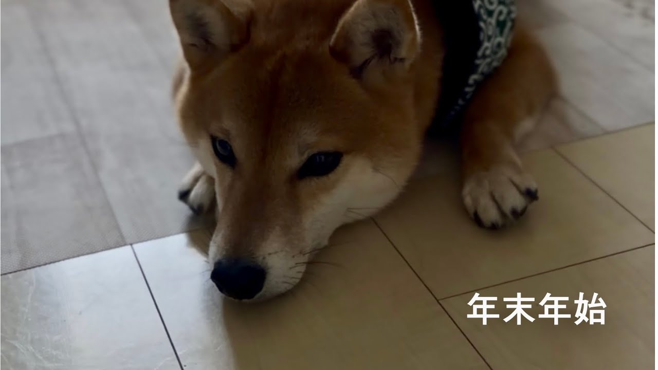 最長の連休｜柴犬と過ごす年末年始
