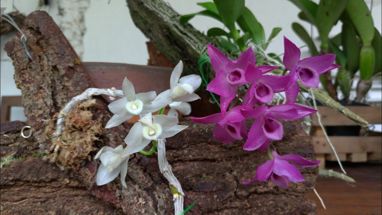 Anggrek Super Wangi, Dendrobium parishii alba