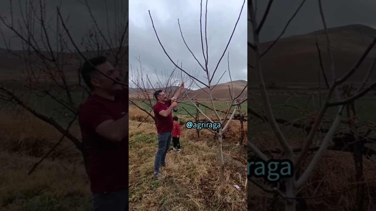 اموزش هرس گردو دو ساله 🌱🌱