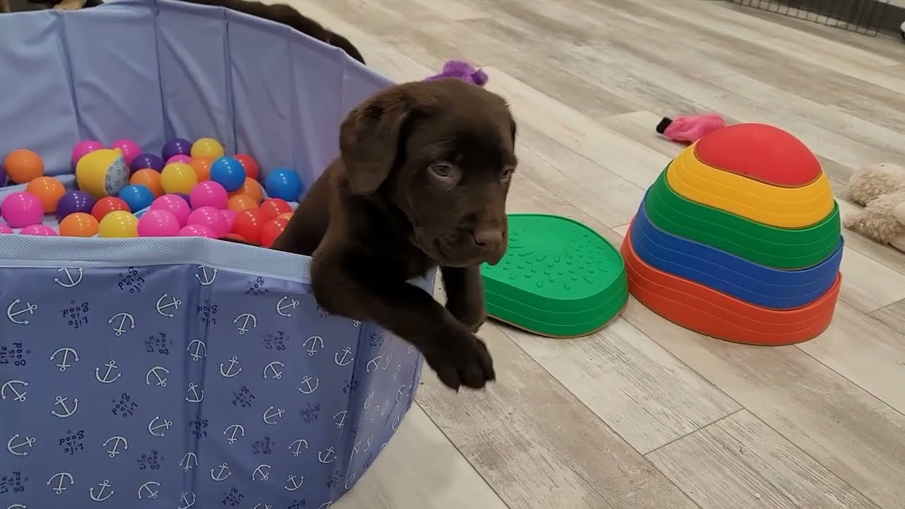 Can’t believe these babies are already 6 weeks old 😍🐾 Watch Labrador puppies play and explore!