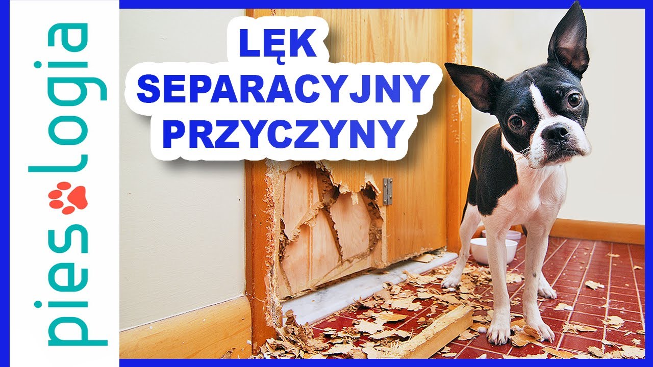 Lęk separacyjny cz.1 - Przyczyny