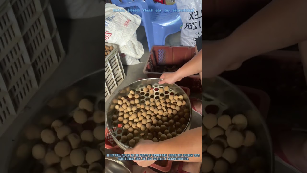 Grading Dried Longans by Size with a Special Sieve