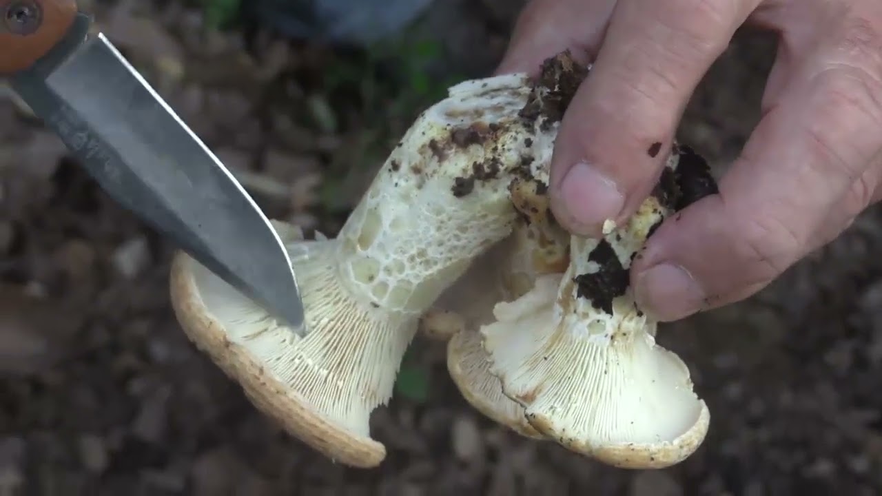 Micología | Clitopilus Prunulus | 21.10.2023