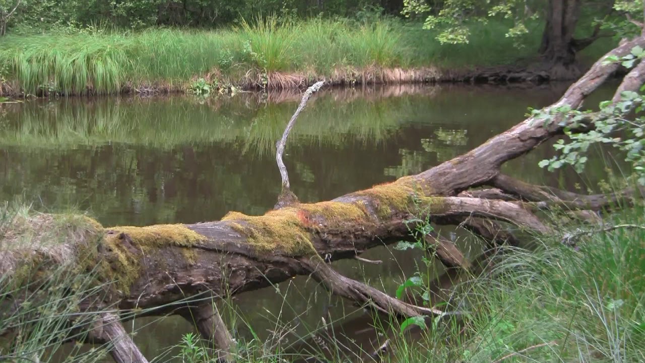 Korröleden i  Korrö naturreservat, Tingsryds kommun. Småland.