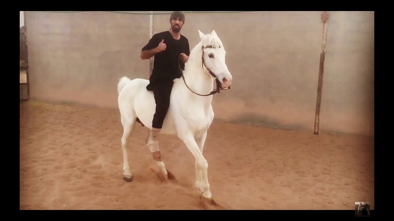 تعليم الخيل على الرجوع للخلف اثناء الركوب / الجزء الاول