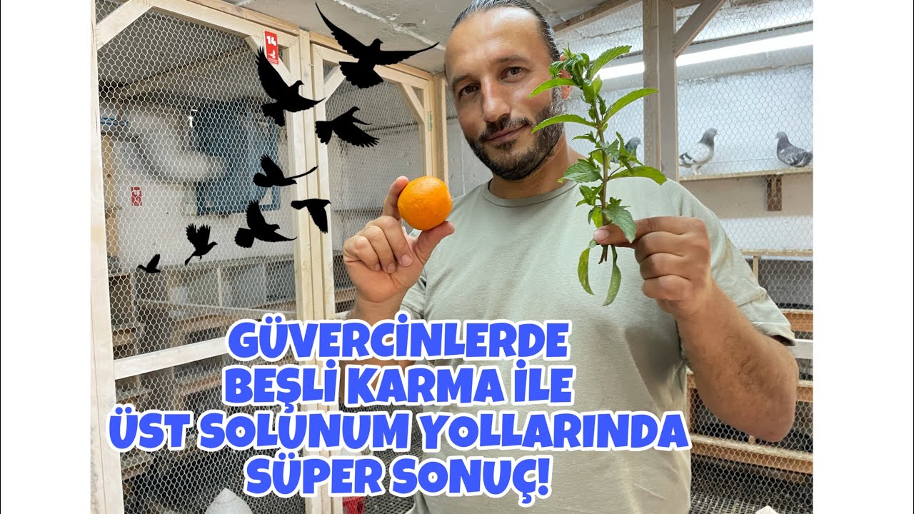 Güvercinlere Vegan Kür  Uyguluyoruz