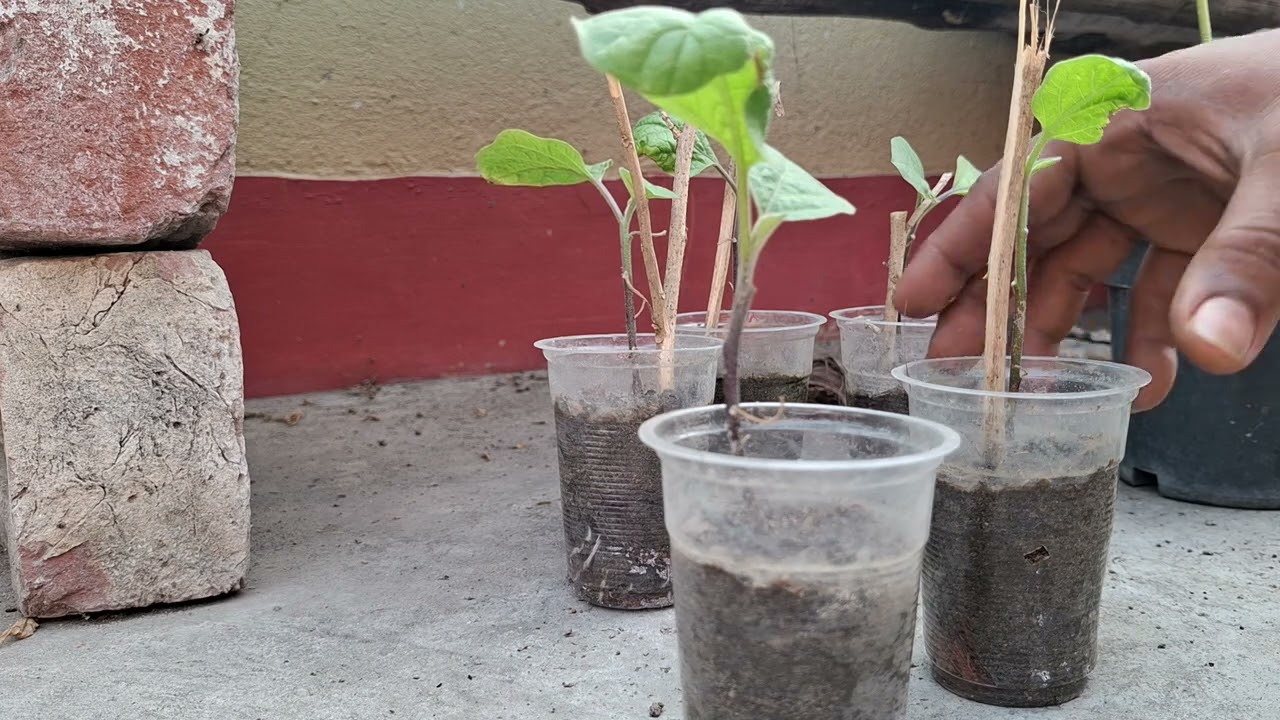 Growing Brinjal  plant from seeds in used plastic glass.