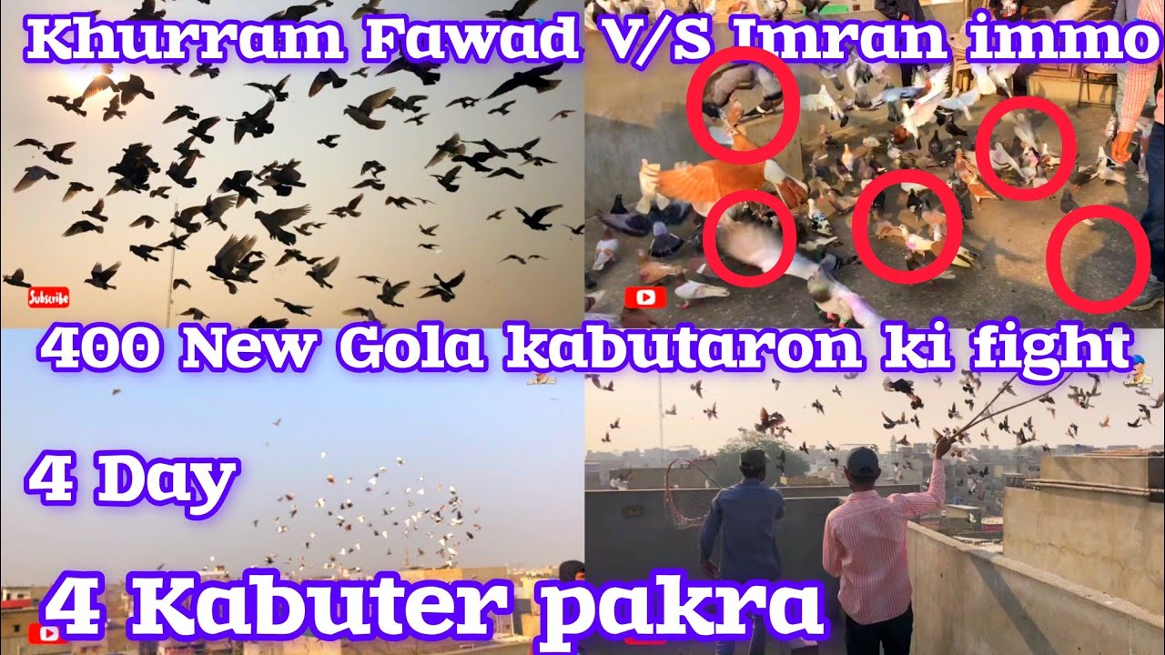 4 Kabuter pakra | Khurram Fawad V/S Imran immo | 400 New Gola kabutaron ki fight | 3 Day | cages