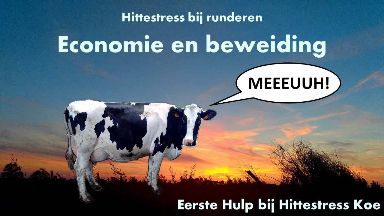 Eerste Hulp bij Hittestress Koe: Economie en beweiding (video 5)
