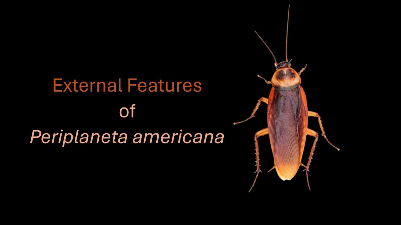 Внешние признаки | Periplaneta americana | 11 класс | Зоология | Академия Хана
