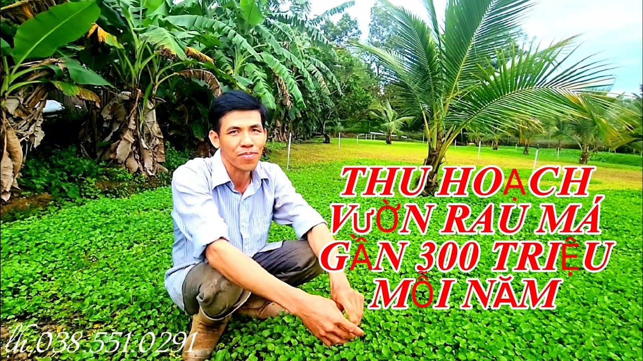 Chia Sẻ kỷ thuật Trồng Rau Má Vườn Thu Hoạch Gần 300 Triệu Mỗi Năm