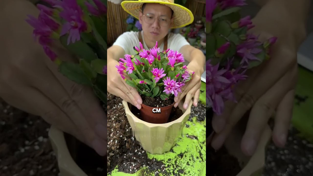 The right way to repot your plant? Have you learned it? #Reportplant #lotus