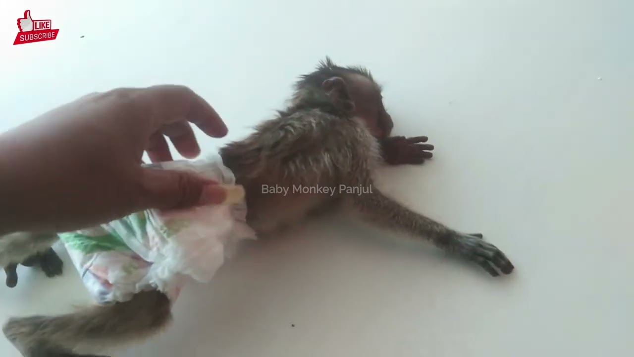 NAUGHTY MONKEY BABY DON'T WANT TO WEAR CLOTHES | CRYING BABY MONKEY | MONPAI | ANIMALS | ANIMAL