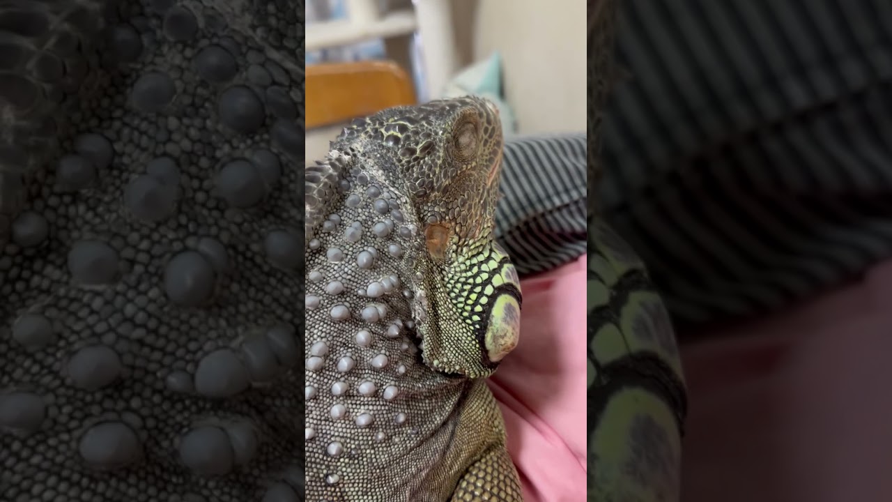部屋に入ったらベッドで休んでるあずきちゃん、頭撫でたら怒っちゃいました😂前足に少しだけ脱皮してて剥がさせてくれました。