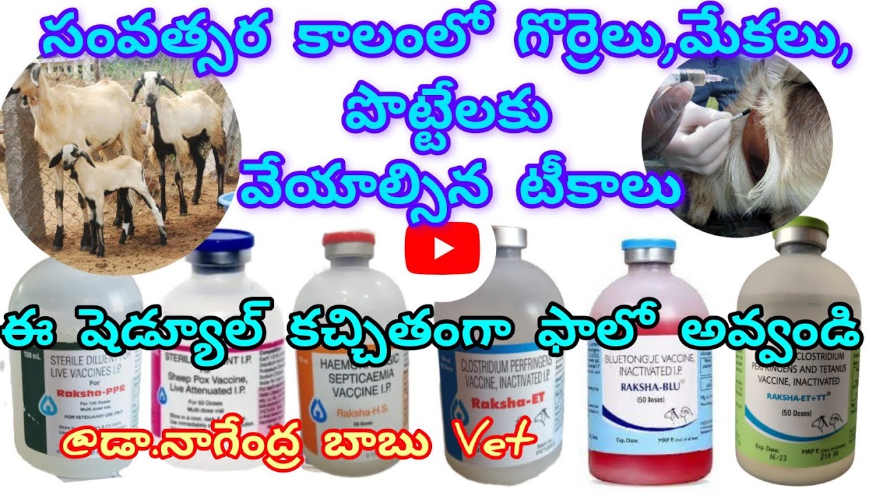 సంవత్సర కాలంలో జీవాలకు వేయాల్సిన టీకాలు/Vaccination schedule for sheep and goats#VaccinationSchedule