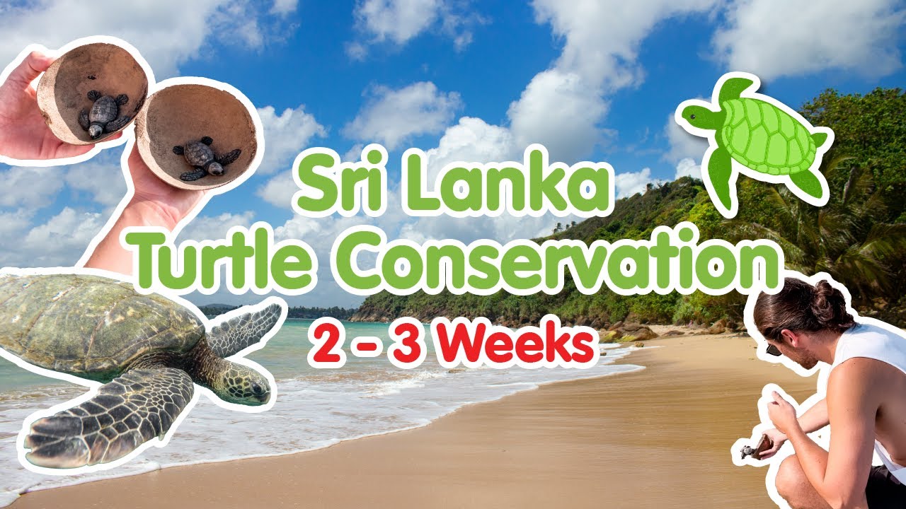 Sri Lanka Turtle Conservation 🐢 | Volunteer for 2 - 3 Weeks | Gap 360