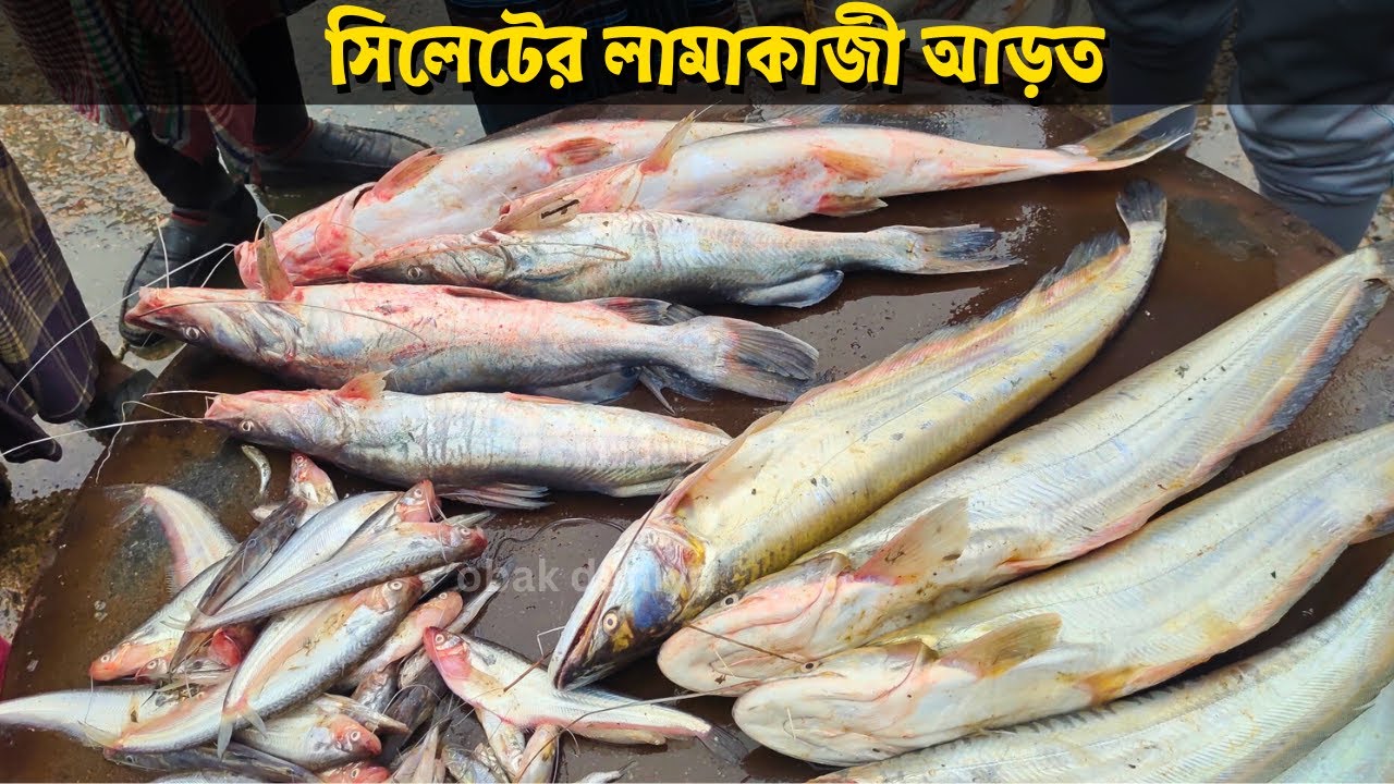 শীতের সকালে জমজমাট সিলেটের লামাকাজী মাছের আড়ৎ, Lamakazi Fish Market, Sylhet