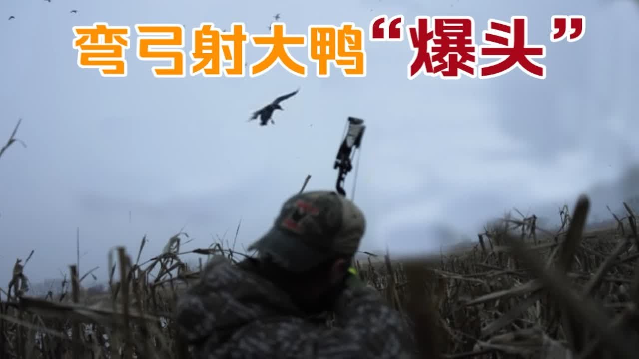 复合弓狩猎飞行的野鸭，精准爆头！