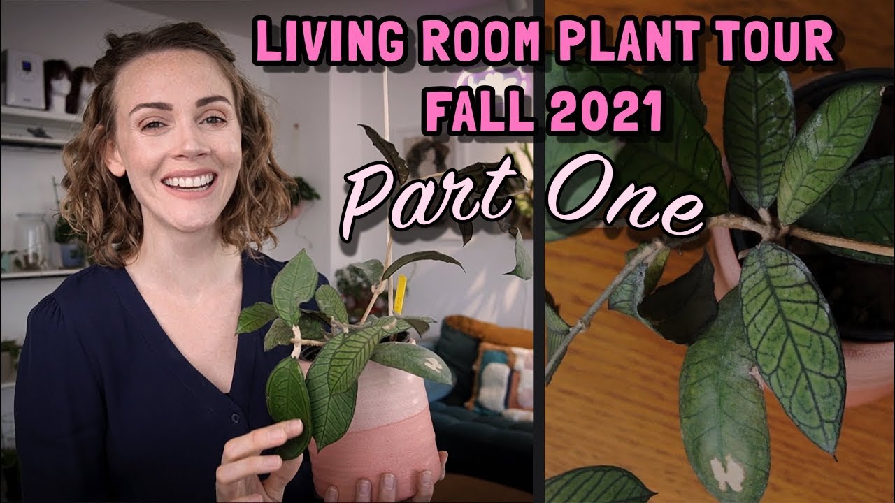 PLANT TOUR 2021 | Houseplants in my living room | Part one: All my Hoyas!