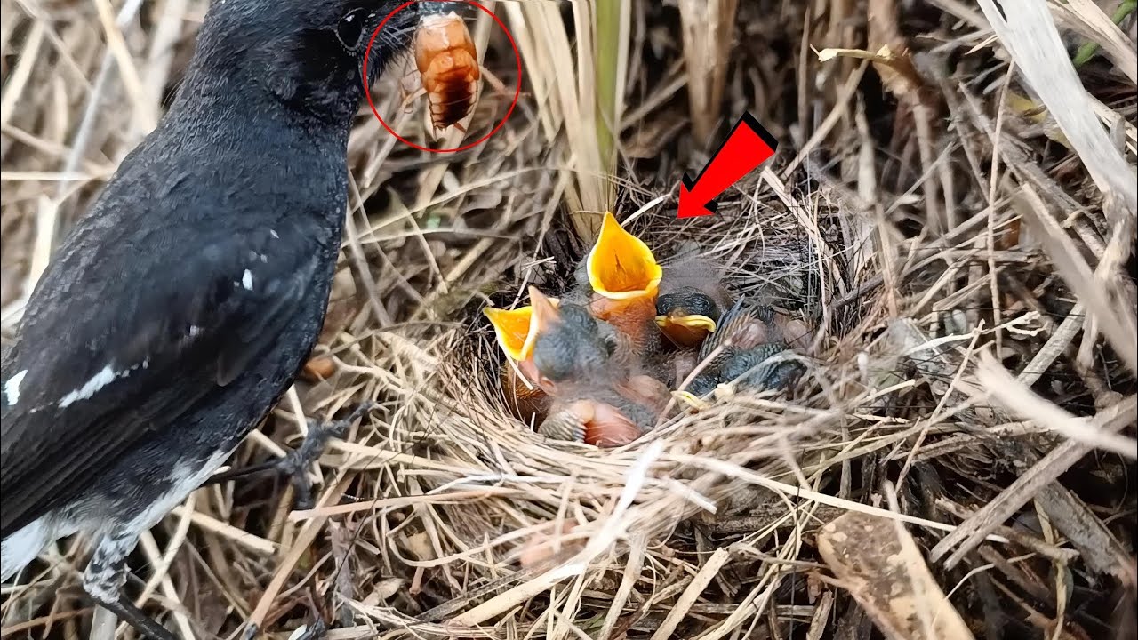 Familiar chat bird feeding the baby a red worm @AnimalsandBirds107