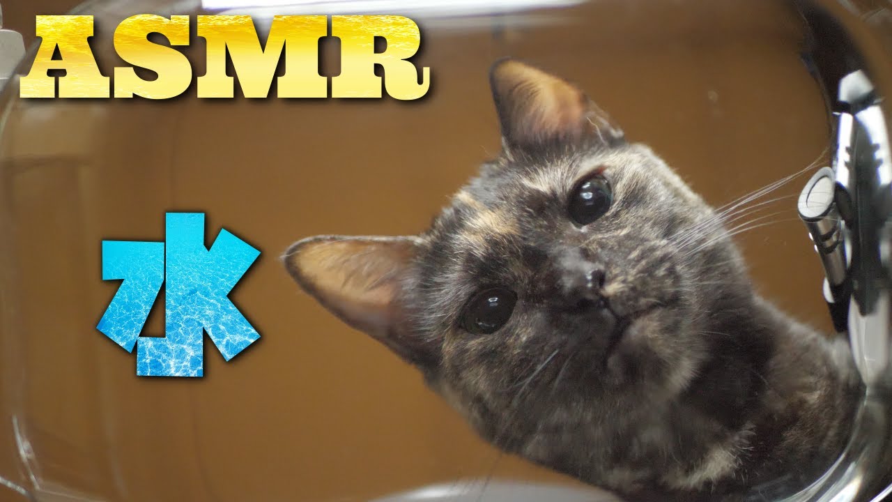 【ASMR】Кошка пьет воду снизу🐈💧🎧