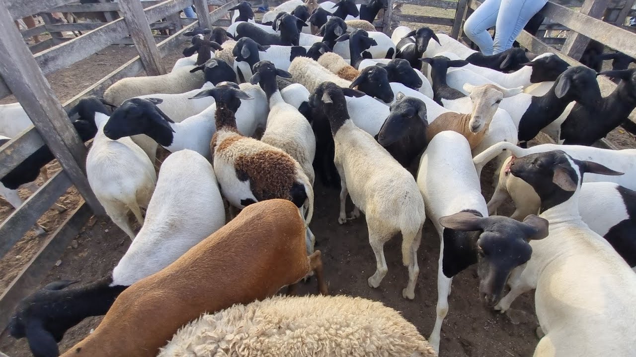 Feira de bode ovelhas e carneiro em cachoeirinha-Pe 26-02-2026