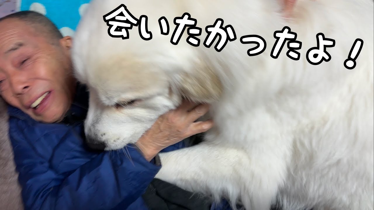 【歓喜】８ヶ月ぶりの大好きな人との再会に思わず子犬のように大喜びする超大型犬が可愛い♡｜グレートピレニーズ&オールドイングリッシュシープドッグ&トイプードル