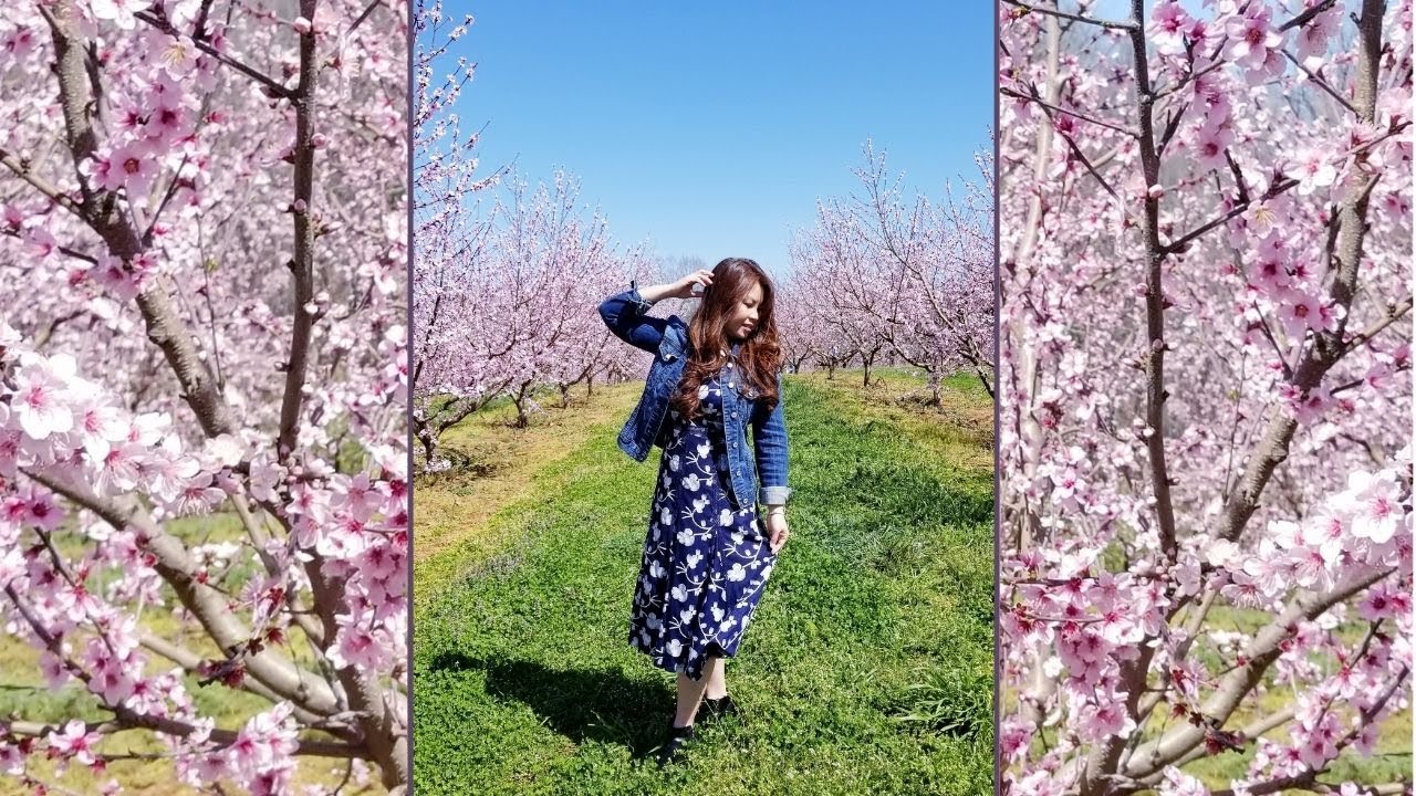 Peach Blossoms Farm in Georgia