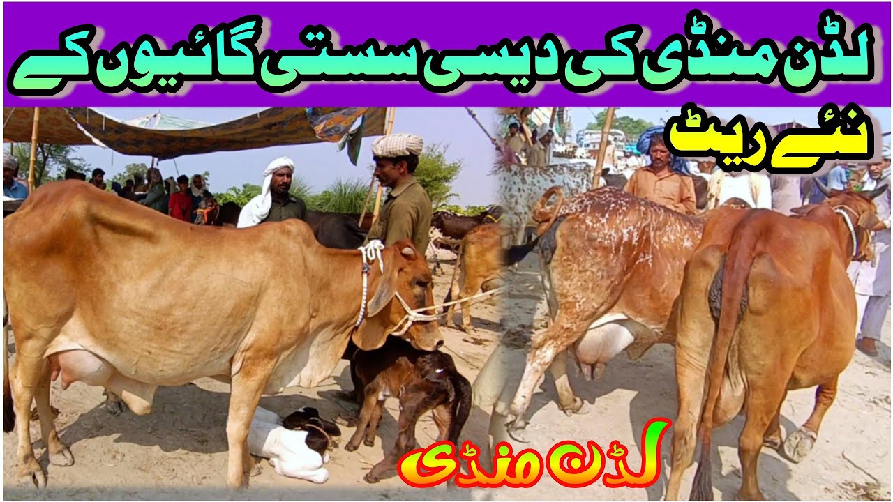 Sahiwal Cholistani Cows Latest Price In Luddan Mandi / Dairy Cattle / Luddan Mandi.PK