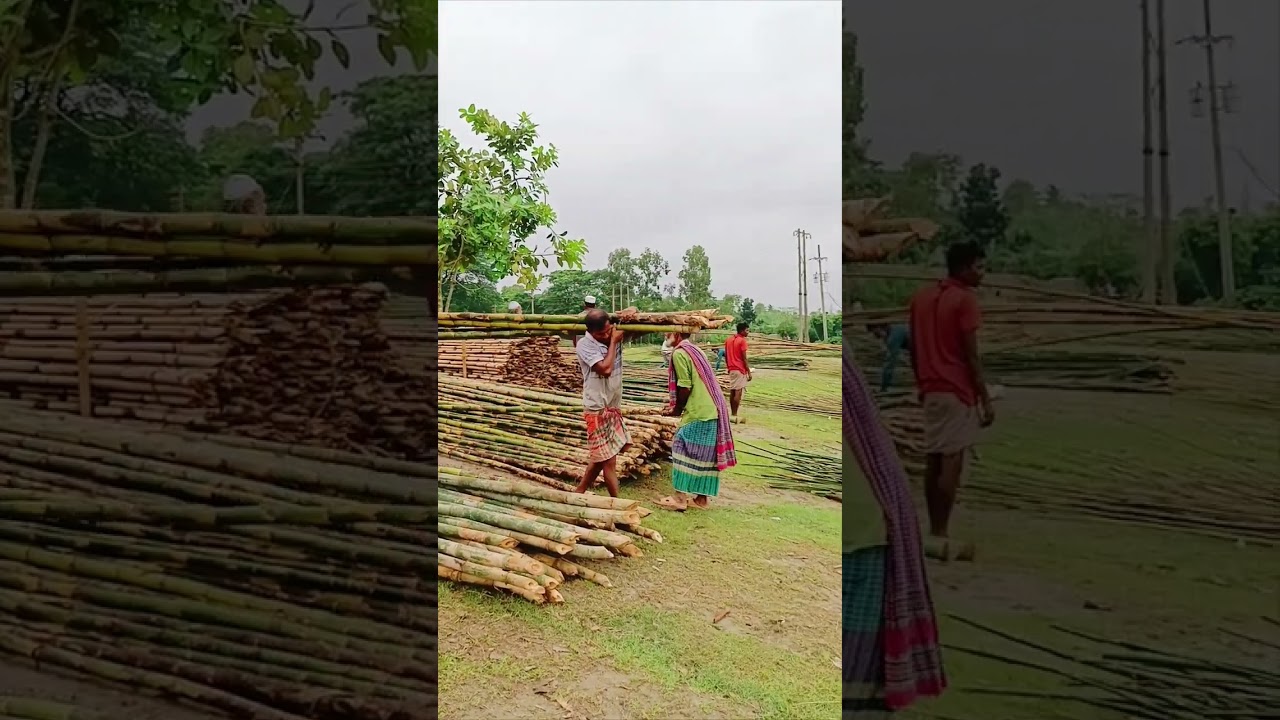 বাঁশের পাইকারি মার্কেট প্রয়োজন হলে যোগাযোগ করতে পারেন 01926703403