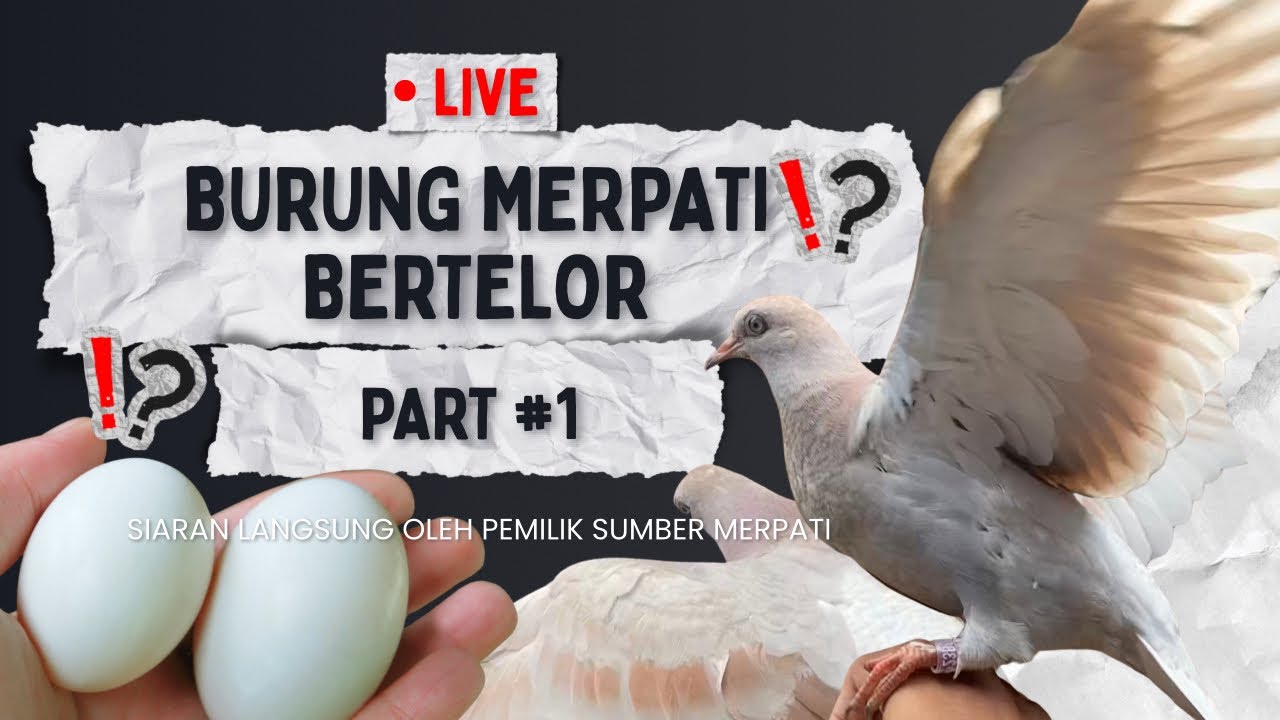Burung Merpati Bertelor ‼️ PART #1