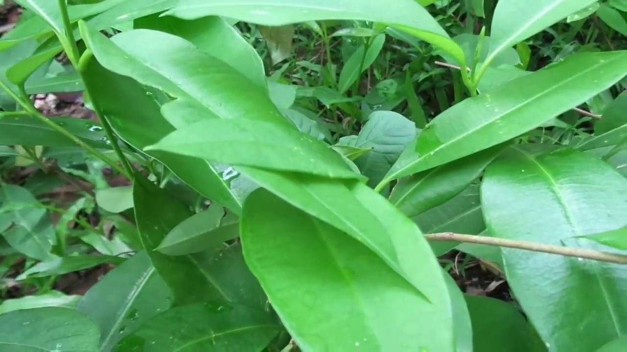 Cryptolepis dubia/wel rukattana/Herbal plants of Sri Lanka