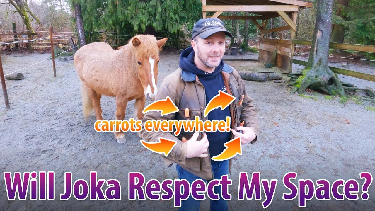 Does The Cute Icelandic Horse Respect My Space?